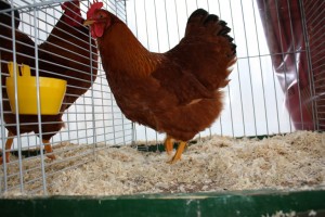 newhampshire_hen