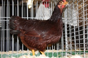 rhodeislandred_rood_hen