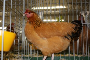 sussexkriel_hen